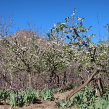 Almond trees in full blossom